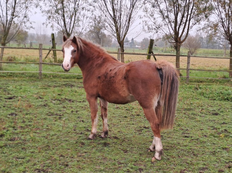 Welsh B Mare 3 years 12,1 hh Chestnut-Red in Duffel