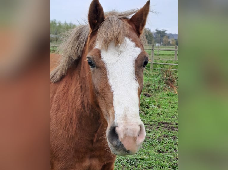 Welsh B Mare 3 years 12,1 hh Chestnut-Red in Duffel