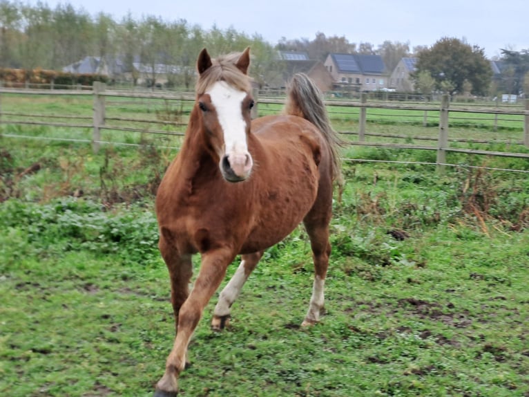 Welsh B Mare 3 years 12,1 hh Chestnut-Red in Duffel