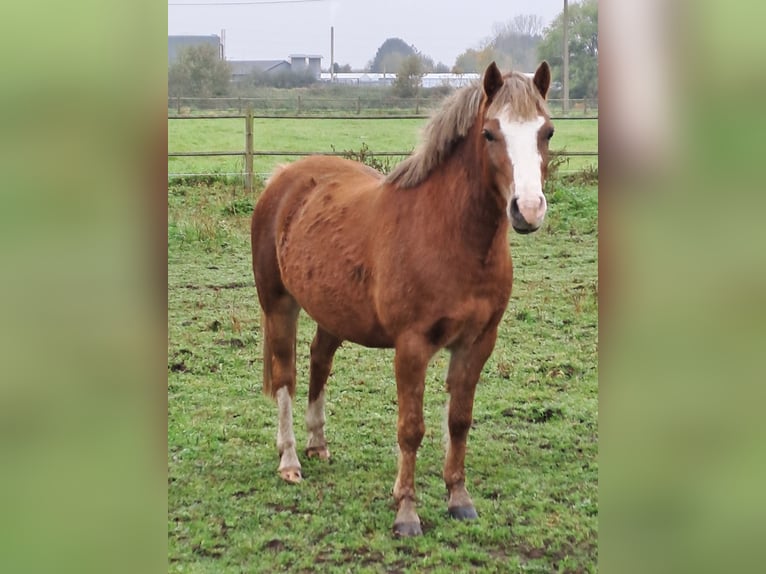 Welsh B Mare 3 years 12,1 hh Chestnut-Red in Duffel