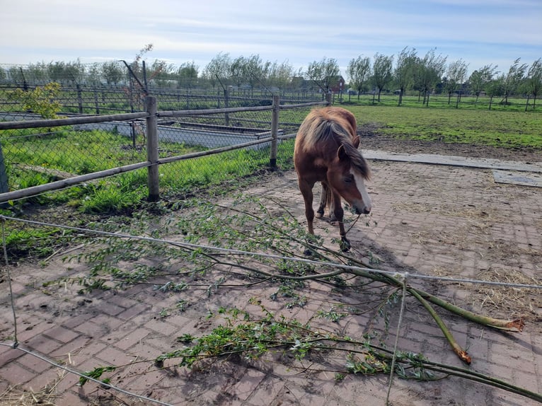 Welsh B Mare 3 years 12,1 hh Chestnut-Red in Duffel