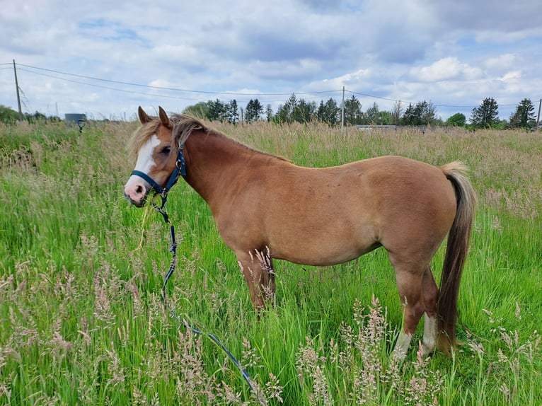 Welsh B Mare 3 years 12,1 hh Chestnut-Red in Duffel