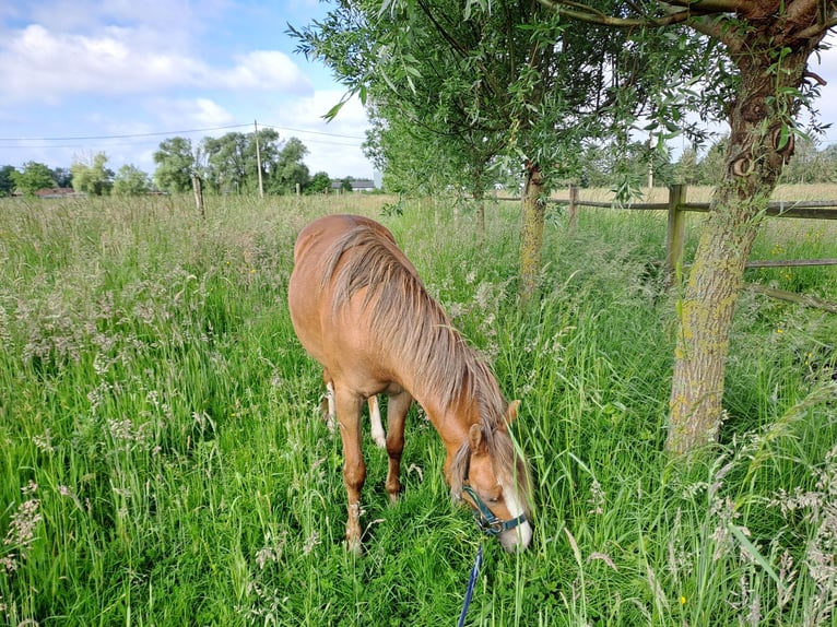 Welsh B Mare 3 years 12,1 hh Chestnut-Red in Duffel