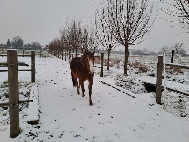 Welsh B Mare 3 years 12,1 hh Chestnut-Red in Duffel