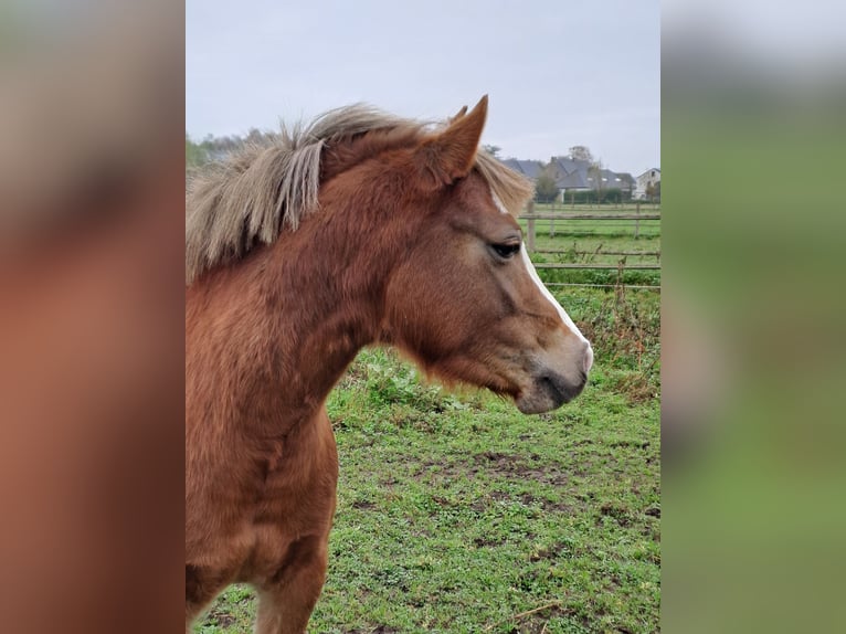 Welsh B Mare 3 years 12,1 hh Chestnut-Red in Duffel