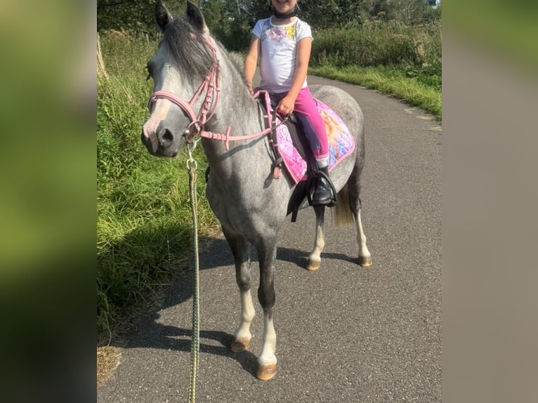 Welsh B Mare 3 years 12,1 hh Gray in Delft