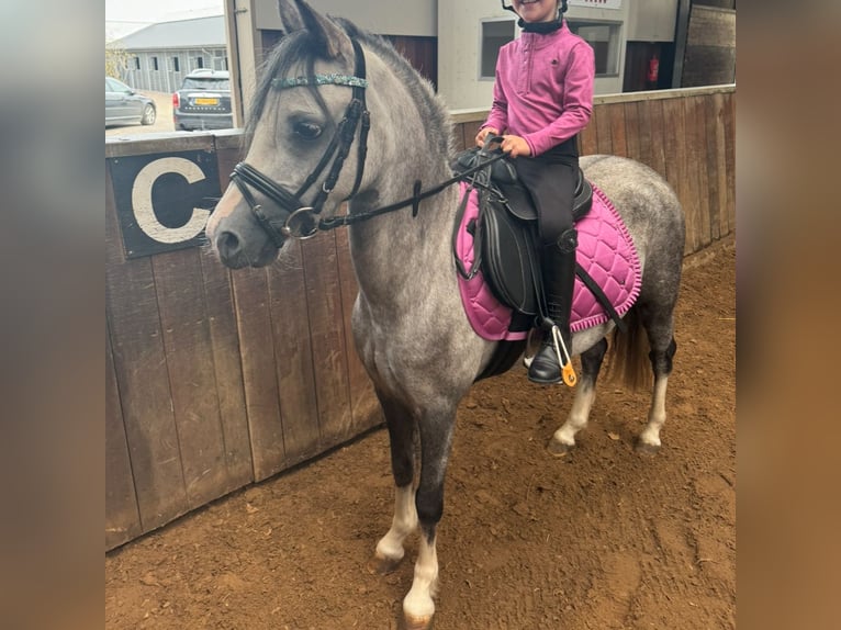 Welsh B Mare 3 years 12,1 hh Gray in Delft