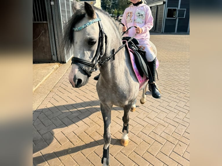 Welsh B Mare 3 years 12,1 hh Gray in Delft