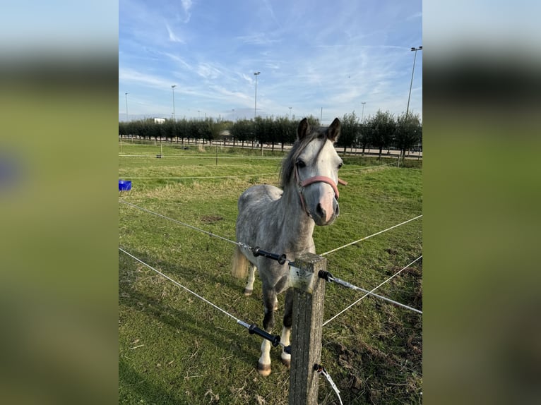 Welsh B Mare 3 years 12,1 hh Gray in Delft