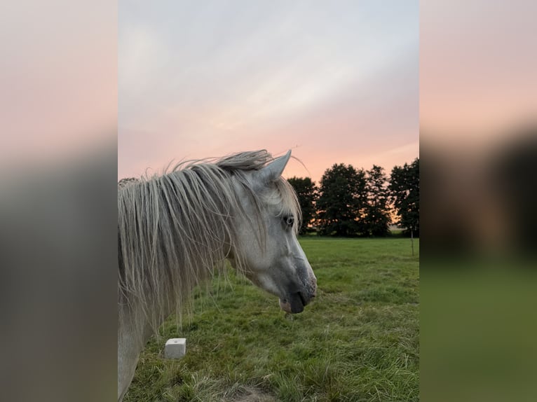 Welsh B Mix Mare 3 years 12.1 hh Grey in Grimma