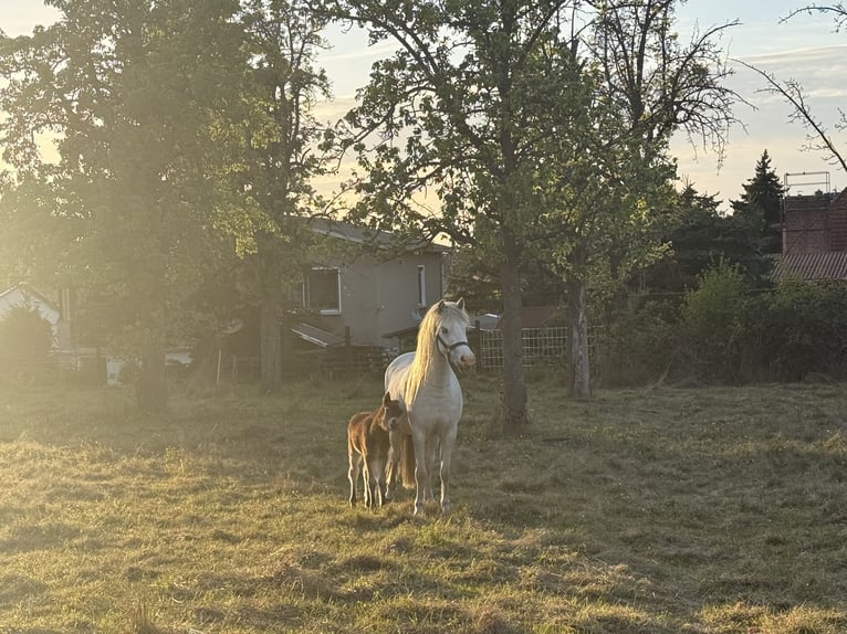 Welsh B Mix Mare 3 years 12.1 hh Grey in Grimma