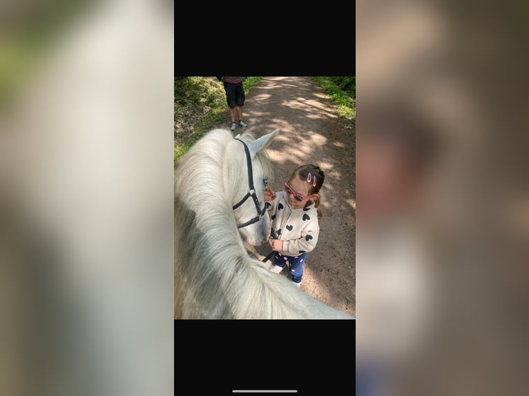 Welsh B Mix Mare 3 years 12.1 hh Grey in Grimma