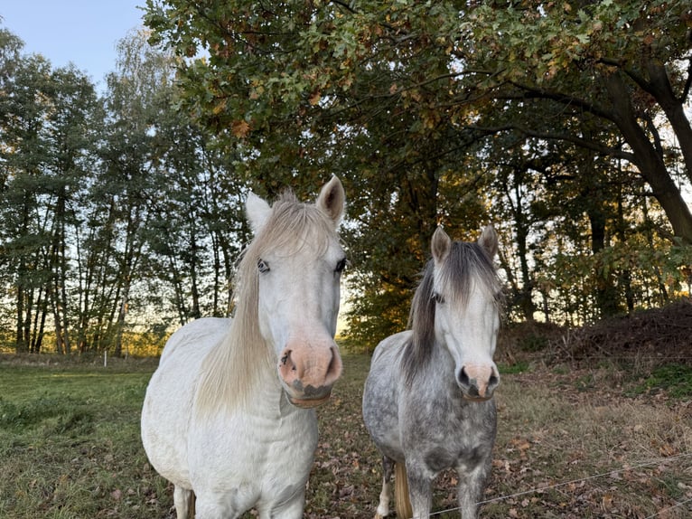Welsh B Mix Mare 3 years 12.1 hh Grey in Grimma