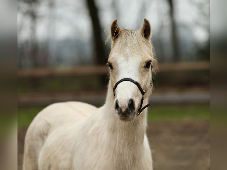 Welsh B Mare 3 years 12,1 hh Palomino in Aalten