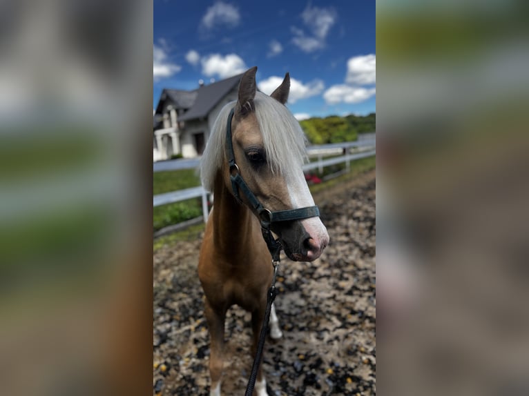 Welsh B Mare 3 years 12.1 hh Palomino in Jakubów