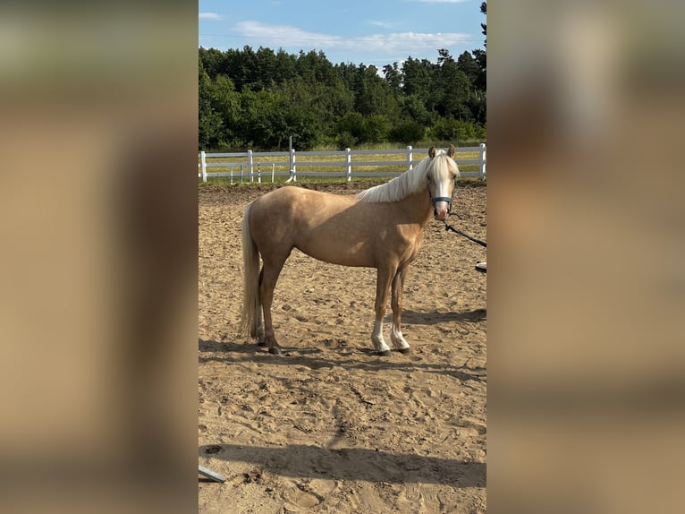 Welsh B Mare 3 years 12.1 hh Palomino in Jakubów