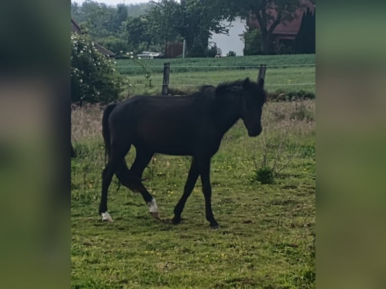 Welsh B Mare 3 years 12,2 hh Black in Extertal