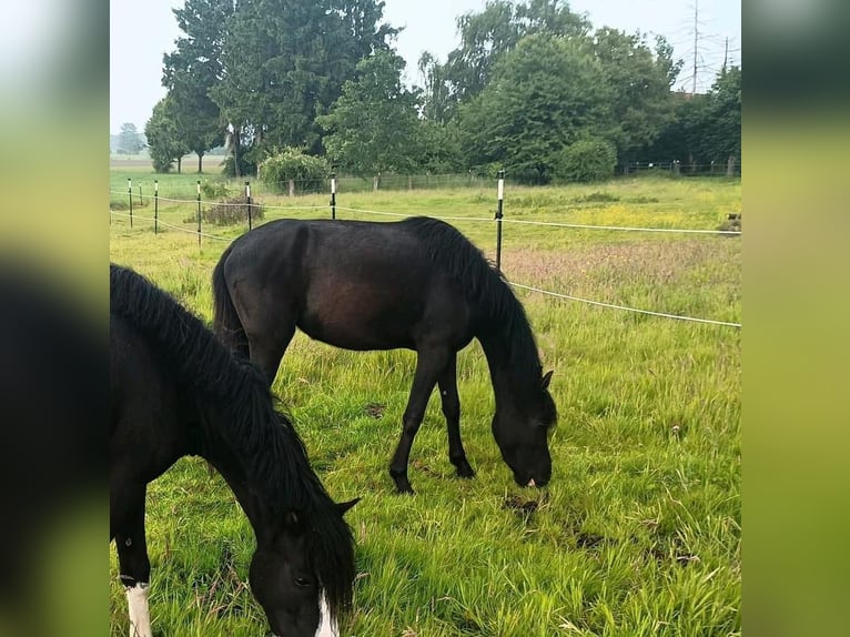 Welsh B Mare 3 years 12,2 hh Black in Extertal