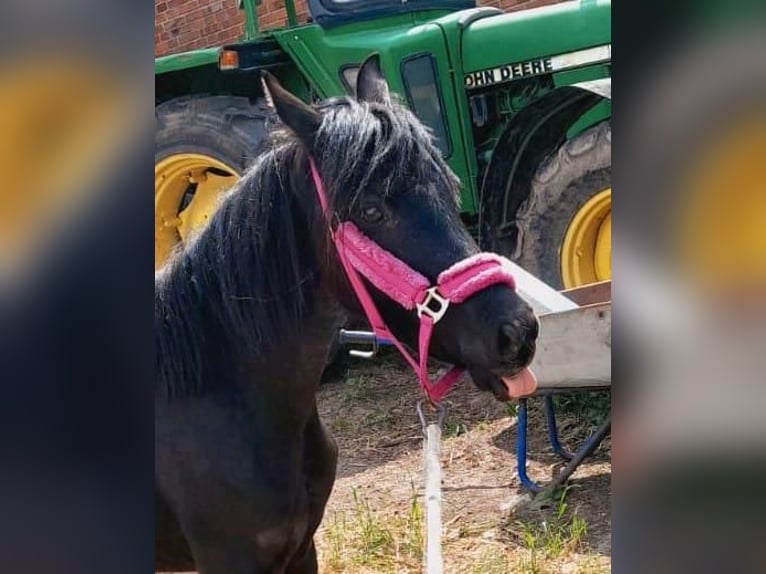 Welsh B Mare 3 years 12,2 hh Black in Extertal