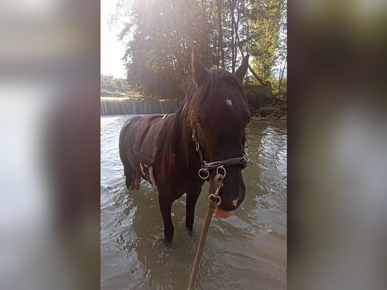 Welsh B Mare 3 years 12,2 hh Black in Appenzell