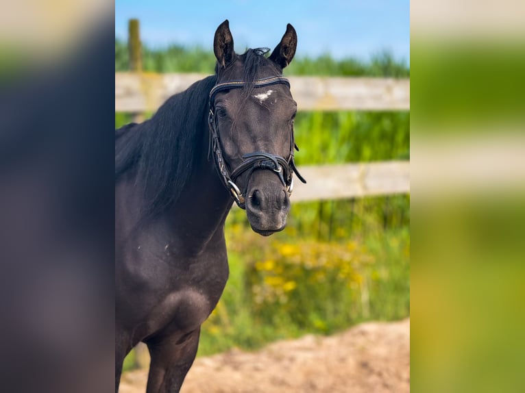 Welsh B Mare 3 years 12,2 hh Black in Roosendaal