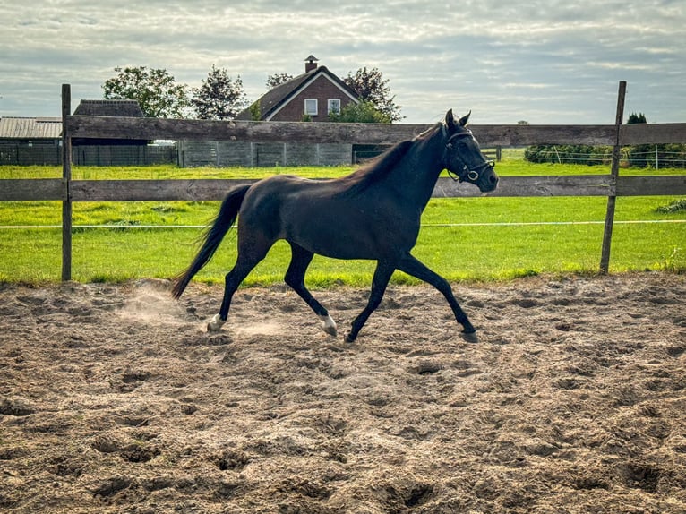 Welsh B Mare 3 years 12,2 hh Black in Roosendaal