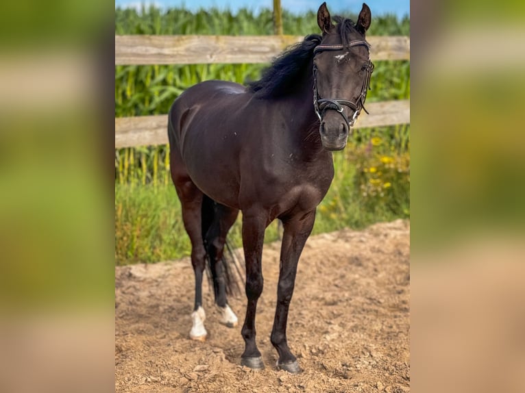 Welsh B Mare 3 years 12,2 hh Black in Roosendaal