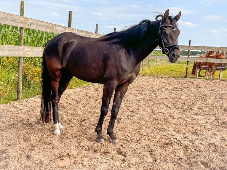 Welsh B Mare 3 years 12,2 hh Black in Roosendaal