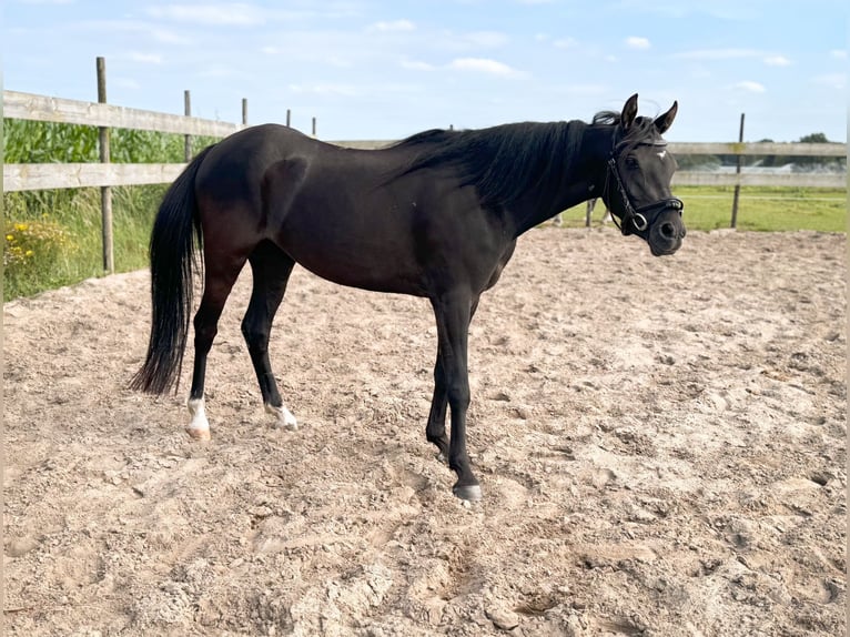 Welsh B Mare 3 years 12,2 hh Black in Roosendaal