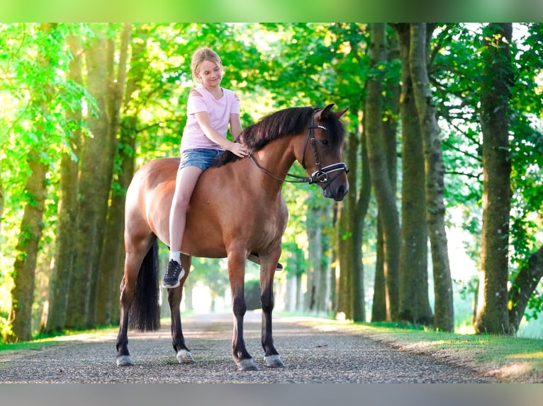 Welsh B Mare 3 years 12.2 hh Brown in Augustinusga