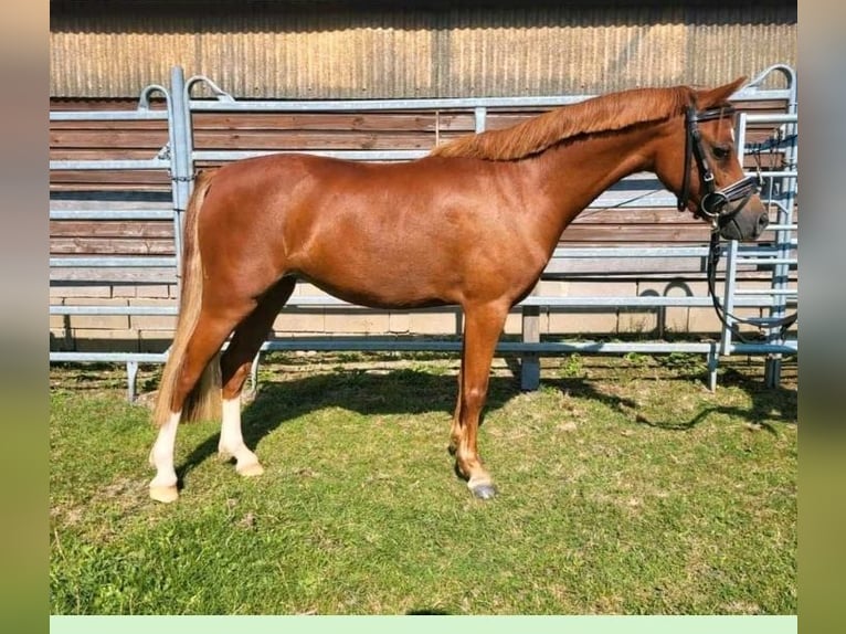 Welsh B Mare 3 years 12,2 hh Chestnut-Red in Kisdorf