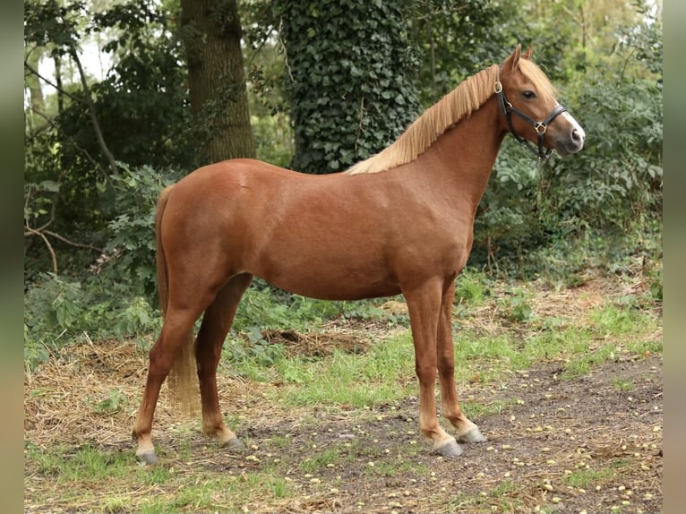 Welsh B Mare 3 years 12,2 hh Chestnut-Red in Aalten