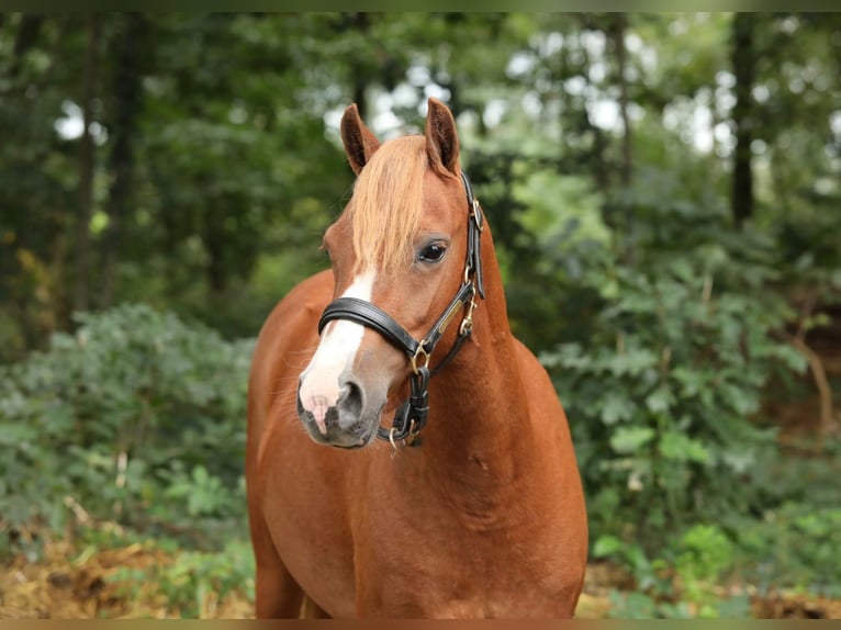 Welsh B Mare 3 years 12,2 hh Chestnut-Red in Aalten