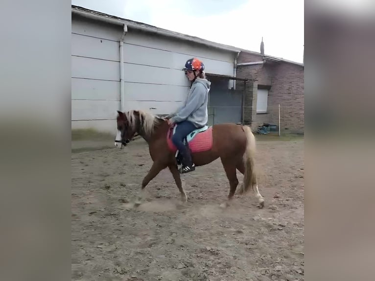 Welsh B Mare 3 years 12,2 hh Chestnut-Red in Puurs