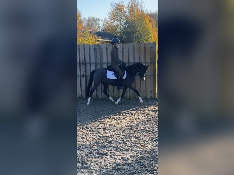 Welsh B Mare 3 years 12 hh Bay-Dark in Stampersgat
