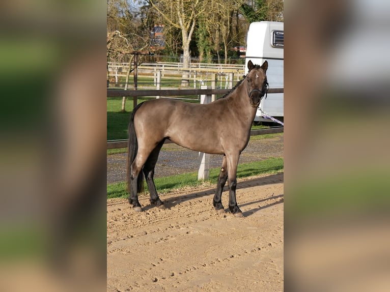 Welsh B Mare 3 years 12,1 hh Black in Barchem