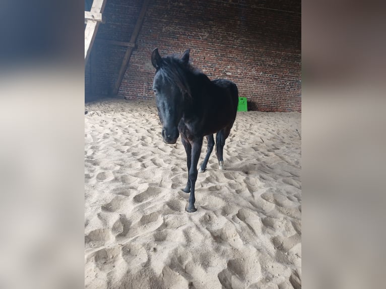 Welsh B Mare 3 years 12,2 hh Black in Extertal