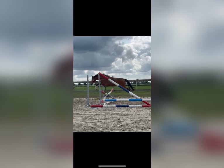 Welsh B Mare 3 years 12,3 hh Brown in Lutjegast