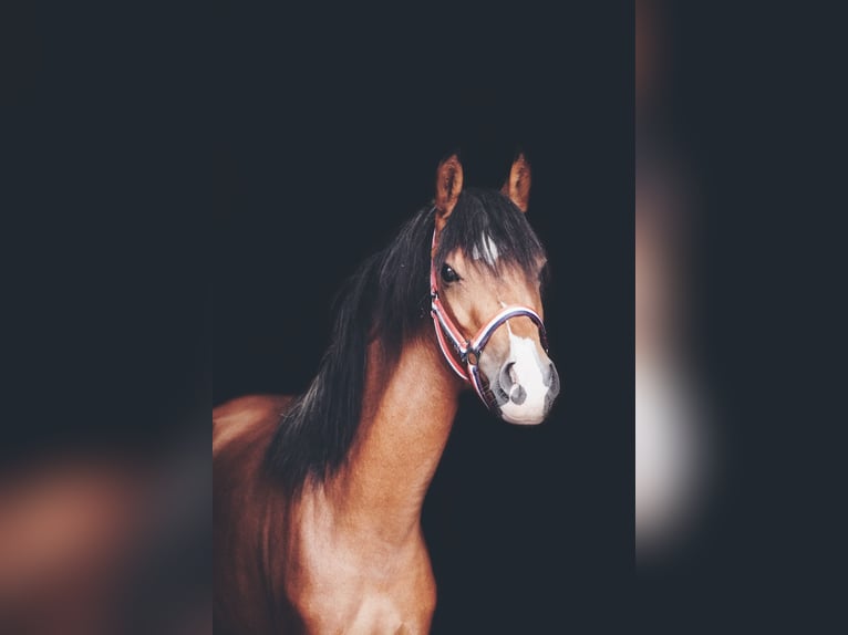 Welsh B Mare 3 years 12,3 hh Brown in Lutjegast