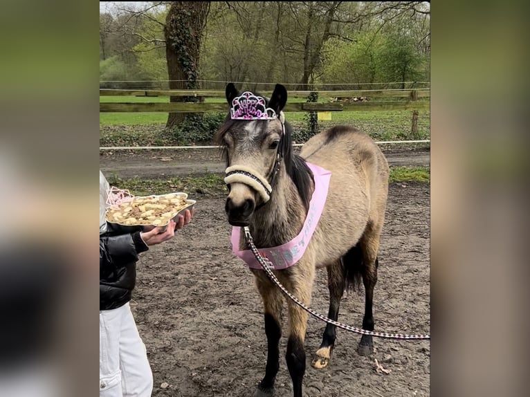 Welsh B Mare 3 years 12,3 hh Dun in Meppen