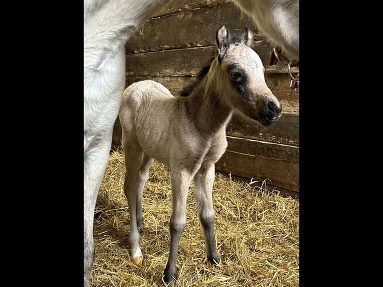 Welsh B Mare 3 years 12,3 hh Dun in Meppen