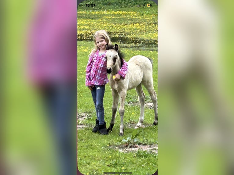 Welsh B Mare 3 years 12,3 hh Dun in Meppen