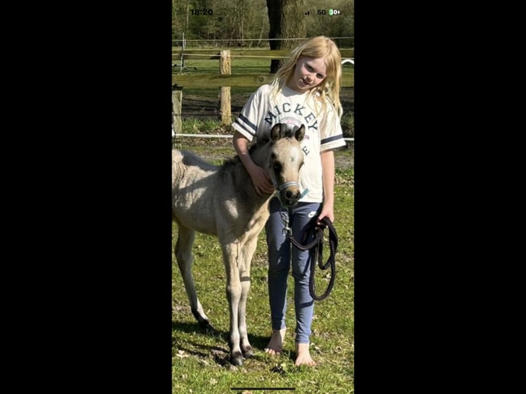 Welsh B Mare 3 years 12,3 hh Dun in Meppen