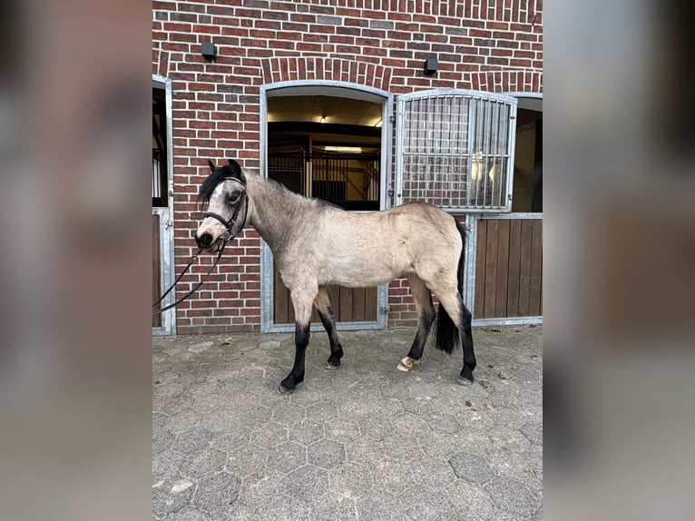 Welsh B Mare 3 years 12,3 hh Dun in Meppen