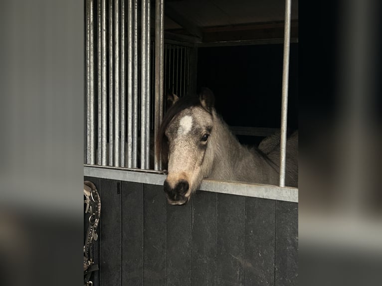 Welsh B Mare 3 years 12,3 hh Dun in Meppen