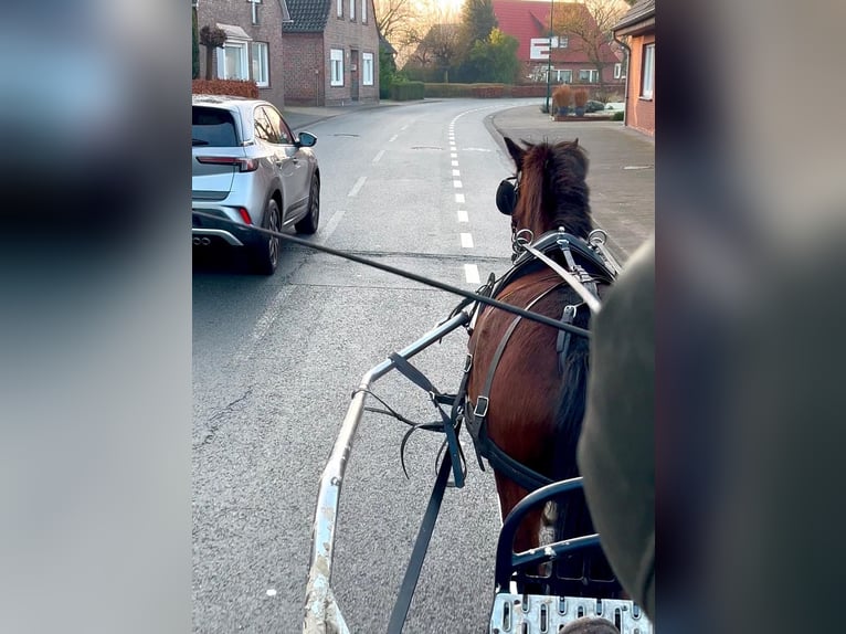 Welsh B Mix Mare 3 years 13,1 hh Brown in Halle