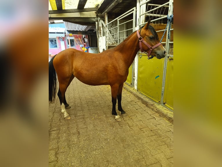 Welsh B Mare 3 years 13,1 hh Brown in Steinen