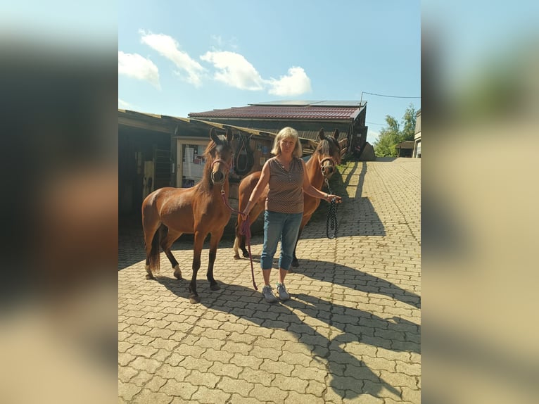 Welsh B Mare 3 years 13,1 hh Brown in Steinen