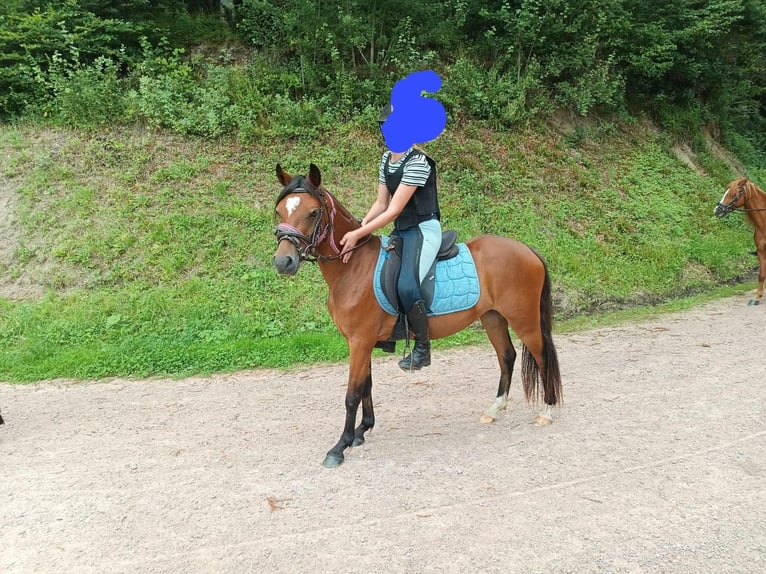 Welsh B Mare 3 years 13,1 hh Brown in Steinen