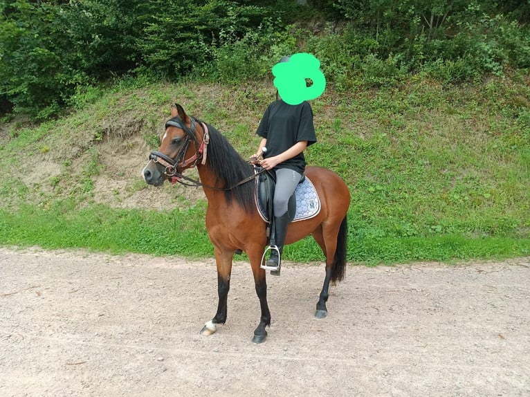 Welsh B Mare 3 years 13,1 hh Brown in Steinen